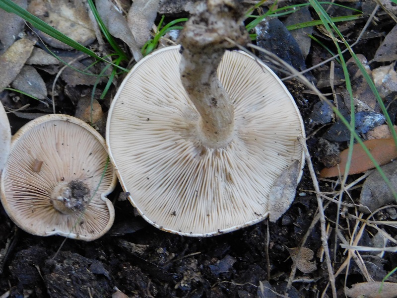 2 Fotog.il 18.12.2021 sotto Leccio